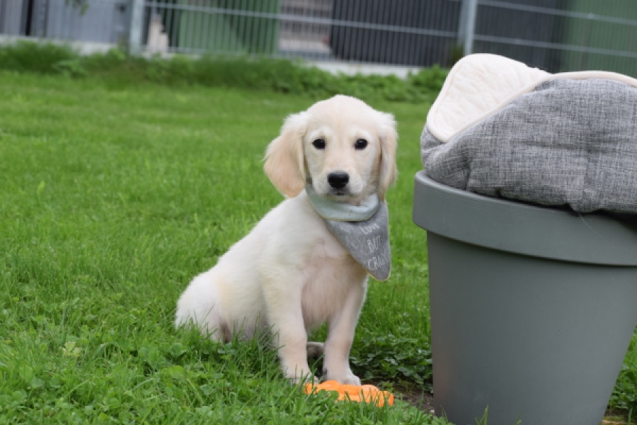 Retriever Golden (reu) 46598