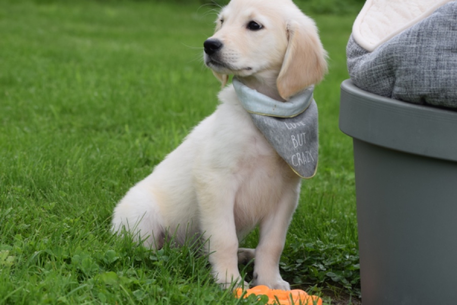 Retriever Golden (reu) 46598