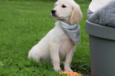 Retriever Golden (reu) 46598