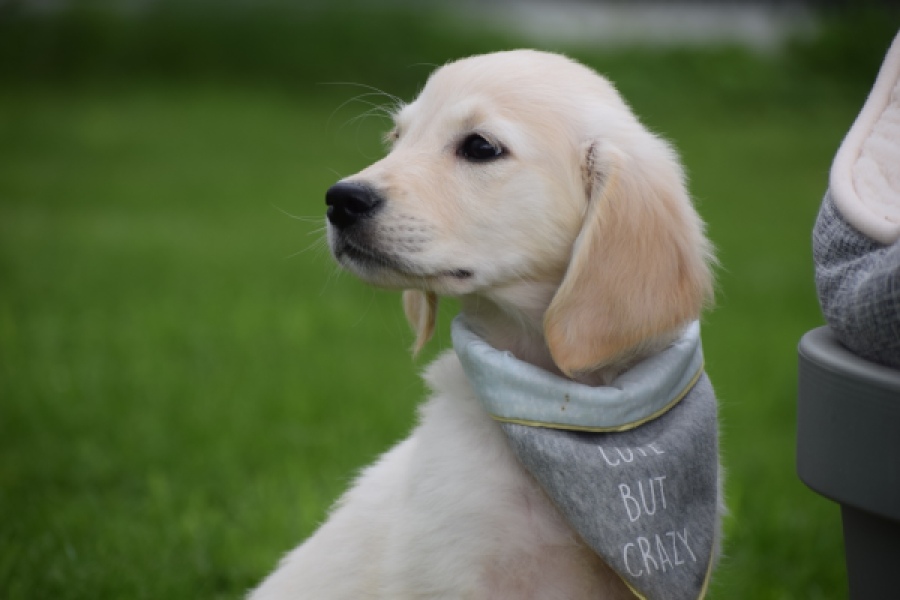 Retriever Golden (reu) 46598