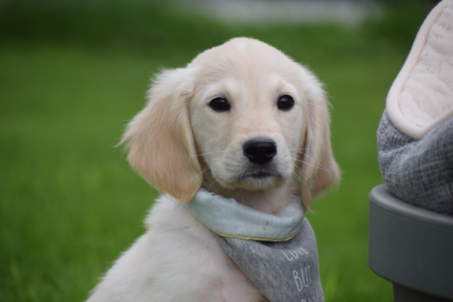 Retriever Golden (reu) 46598
