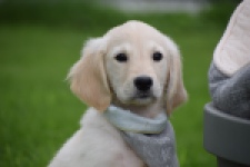 Retriever Golden (reu) 46598