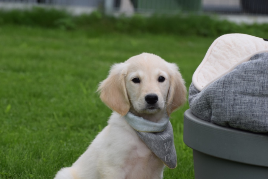 Retriever Golden (reu) 46598
