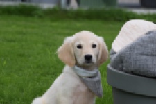 Retriever Golden (reu) 46598
