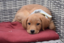Labrador (teef) 46964
