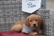 Labrador (teef) 46964