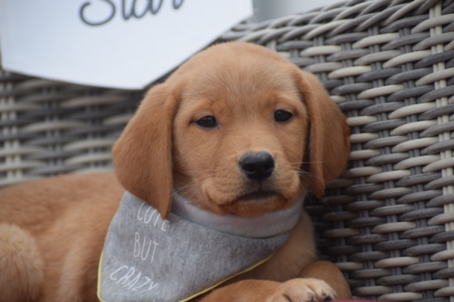 Labrador (teef) 46964