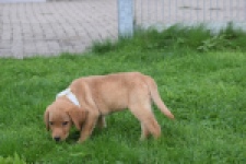 Labrador (teef) 46964