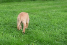 Labrador (teef) 46964