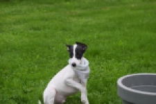 Whippet (reu) 03587