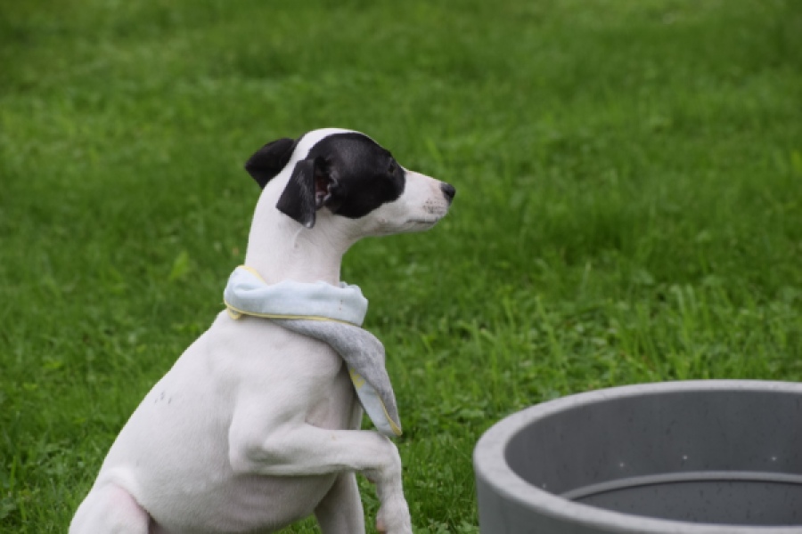 Whippet (reu) 03587