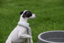 Whippet (reu) 03587