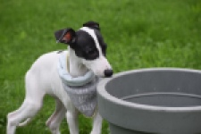 Whippet (reu) 03587