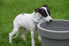 Whippet (reu) 03587