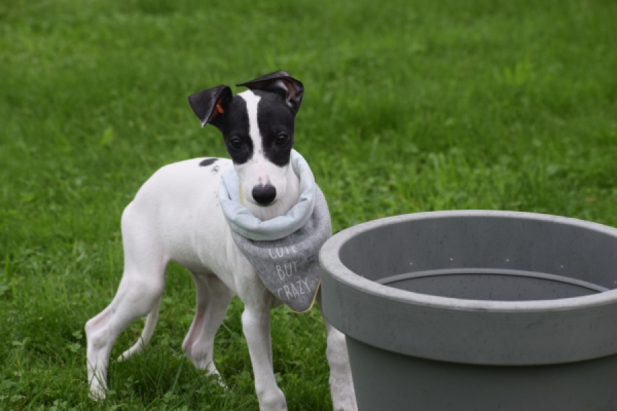 Whippet (reu) 03587