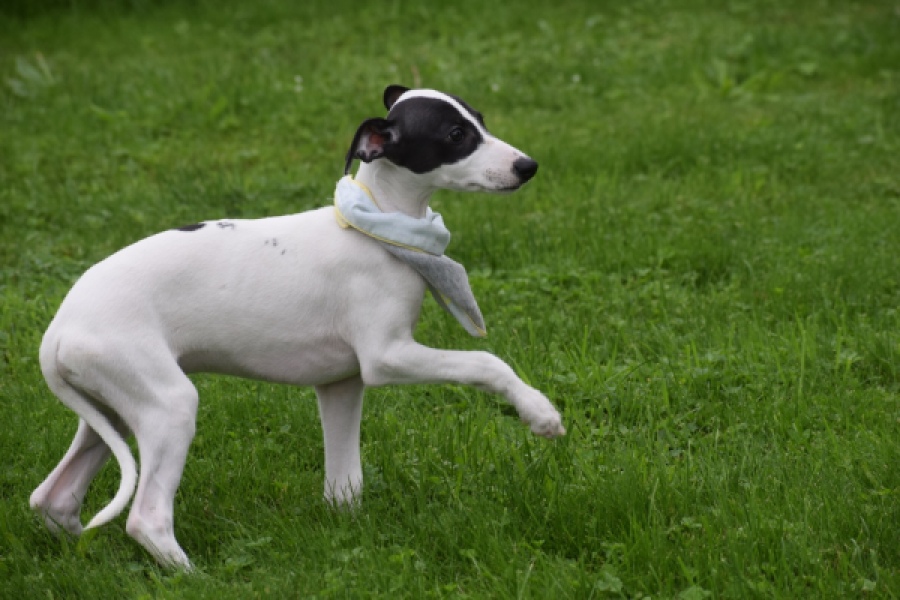 Whippet (reu) 03587