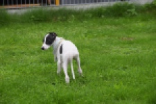 Whippet (reu) 03587