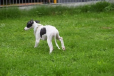 Whippet (reu) 03587