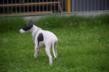 Whippet (reu) 03587