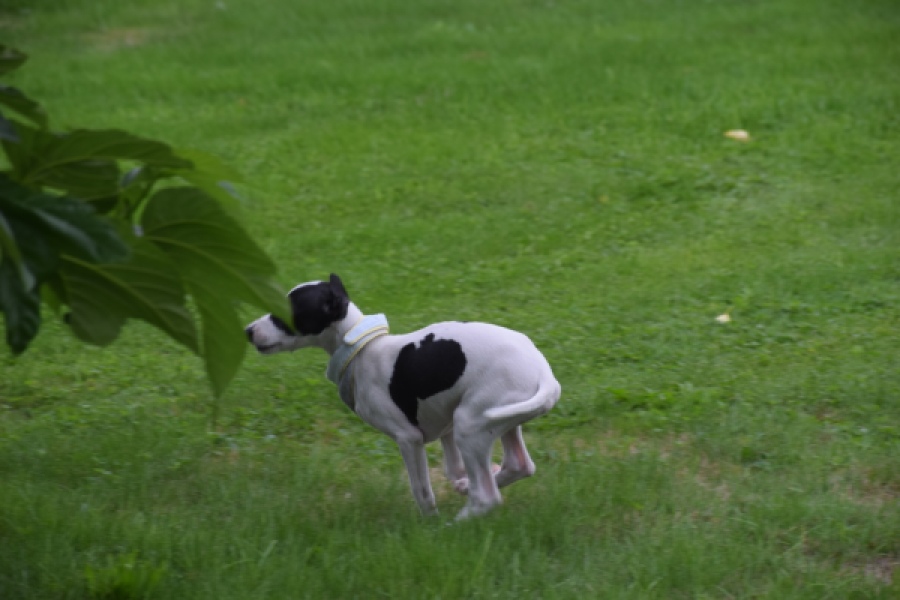 Whippet (reu) 03587