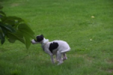 Whippet (reu) 03587