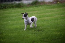 Whippet (reu) 03587