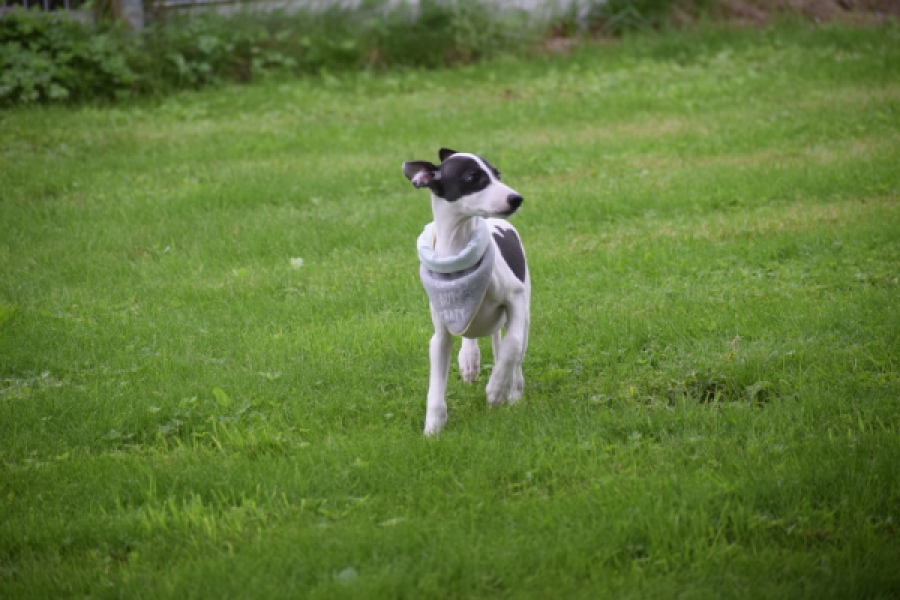Whippet (reu) 03587
