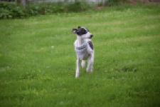 Whippet (reu) 03587