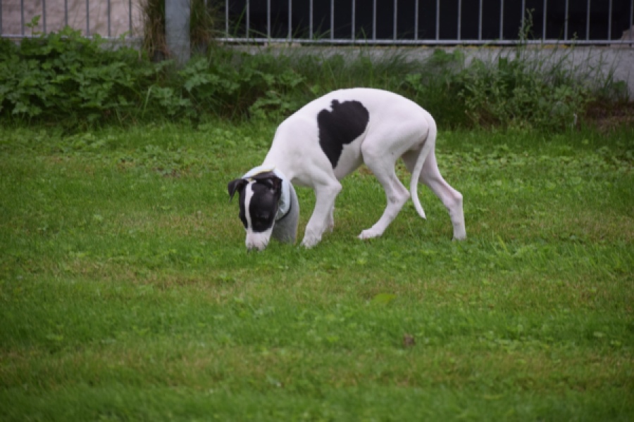 Whippet (reu) 03587