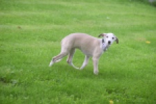 Whippet (reu) 03594