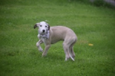 Whippet (reu) 03594