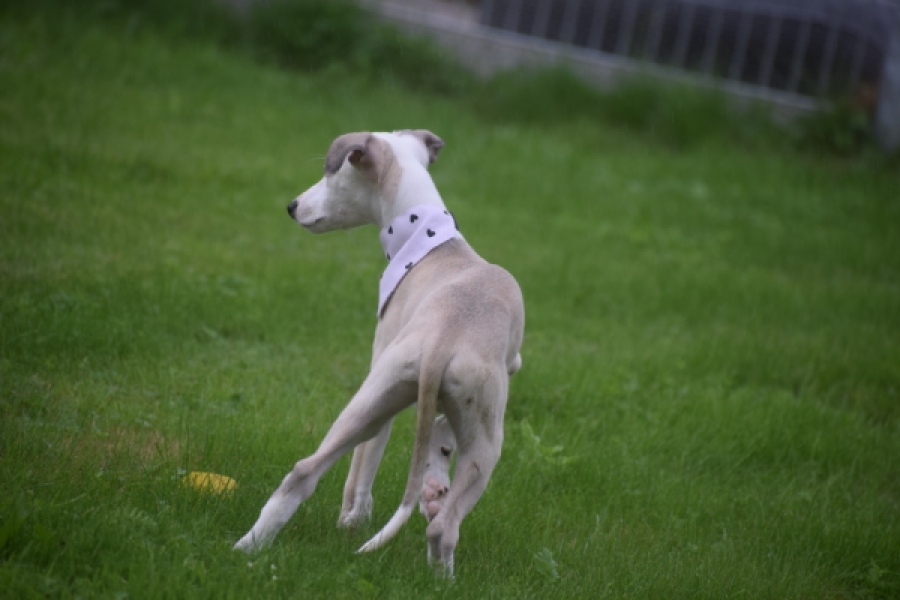 Whippet (reu) 03594
