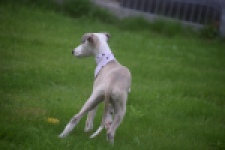 Whippet (reu) 03594