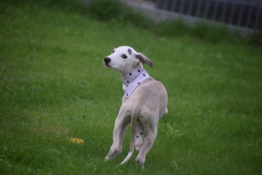 Whippet (reu) 03594