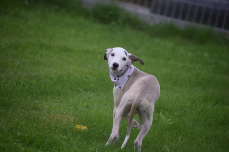 Whippet (reu) 03594