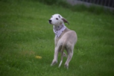 Whippet (reu) 03594