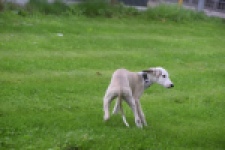 Whippet (reu) 03594
