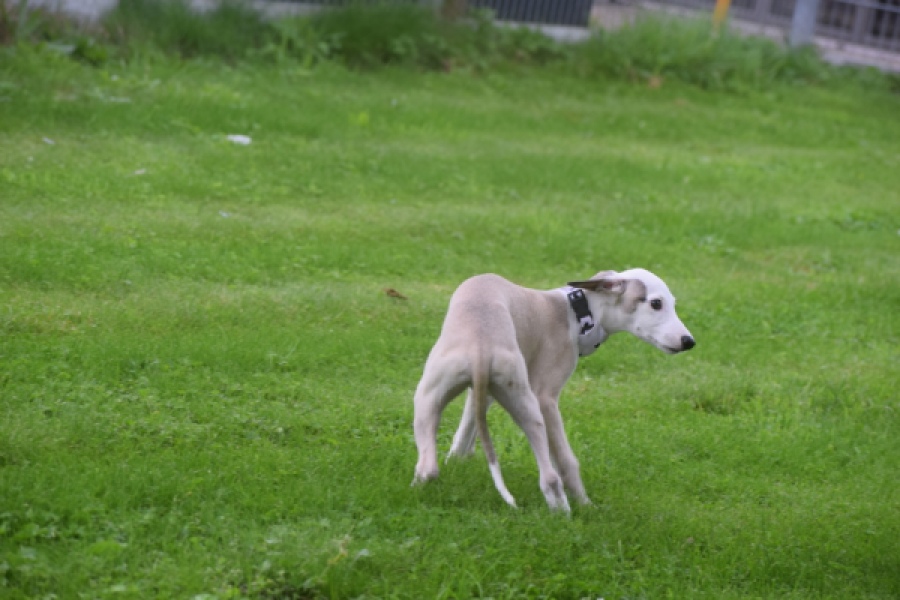 Whippet (reu) 03594