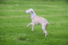 Whippet (reu) 03594