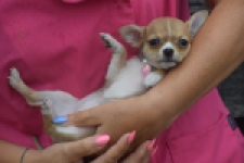 Chihuahua (teef) 54022