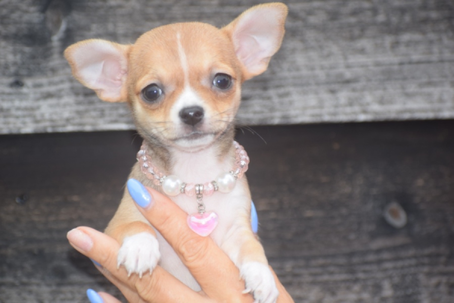Chihuahua (teef) 54022