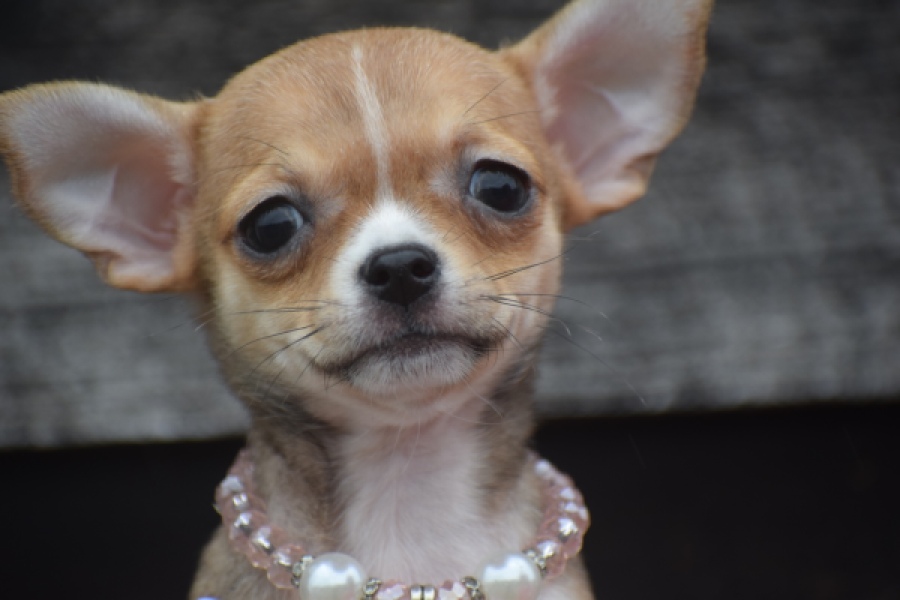 Chihuahua (teef) 54022
