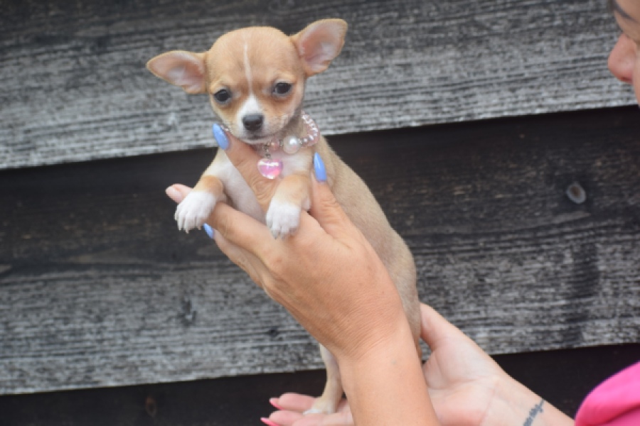 Chihuahua (teef) 54022