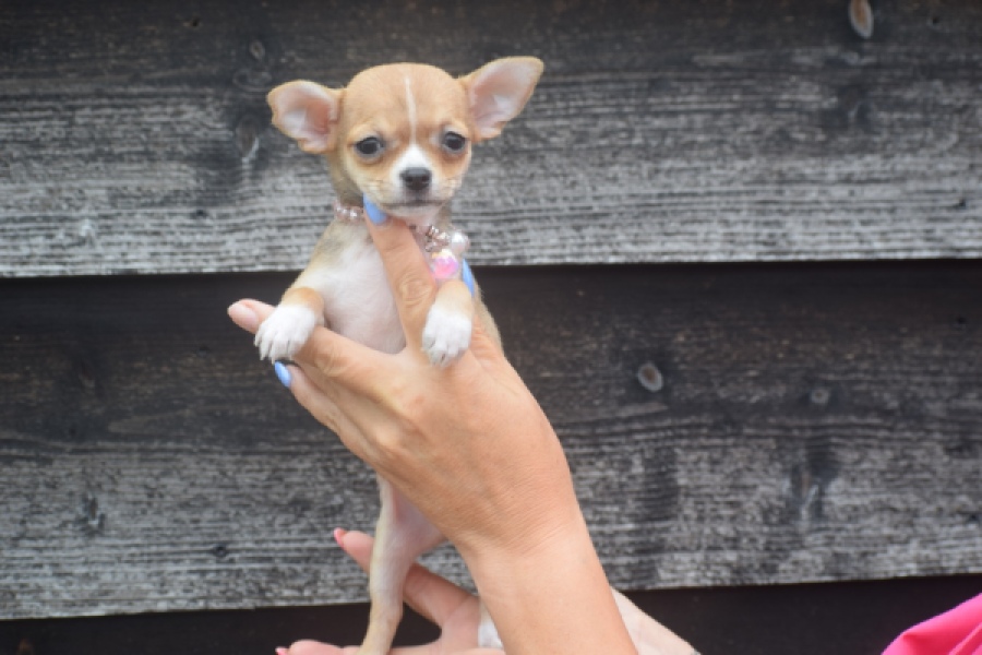Chihuahua (teef) 54022