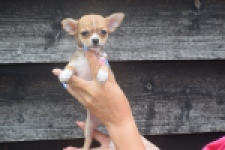 Chihuahua (teef) 54022