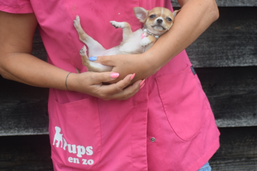 Chihuahua (teef) 54022