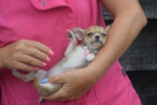 Chihuahua (teef) 54022
