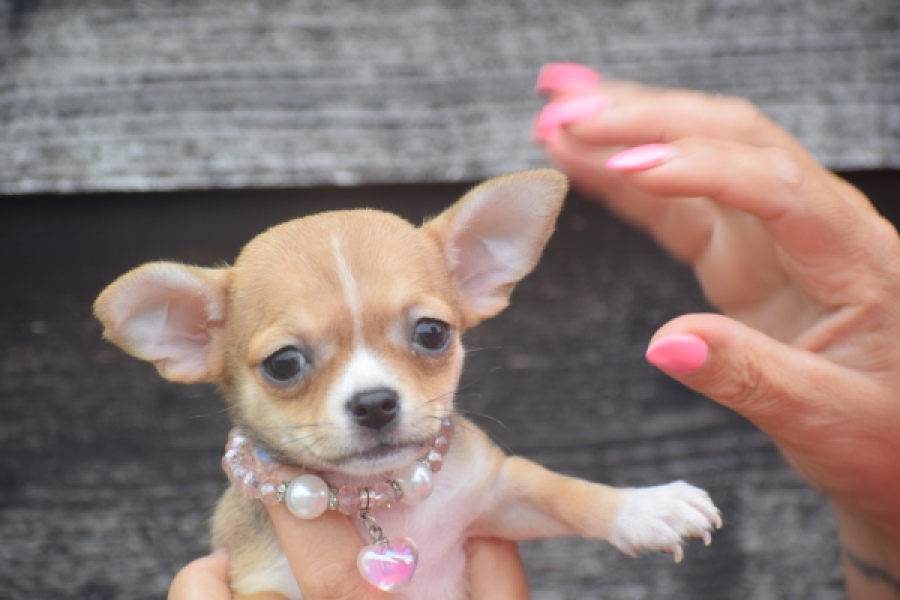 Chihuahua (teef) 54022