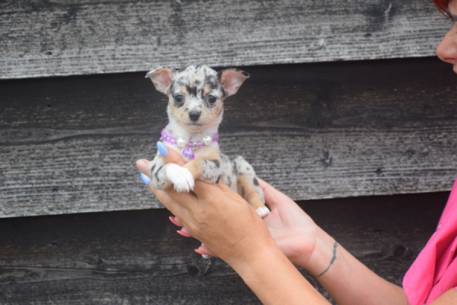 Chihuahua (teef) 54102