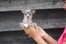 Chihuahua (teef) 54102